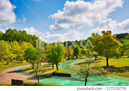 Ginkgo Tree Line - Spring in Fukui Healthy Forest 127229770