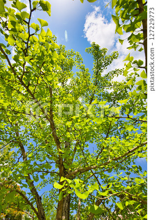 Ginkgo Tree Line - Spring in Fukui Healthy Forest 127229773