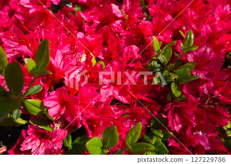 銀杏樹線 - 福井健康之林的春天 127229786