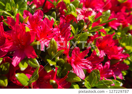 銀杏樹線 - 福井健康之林的春天 127229787