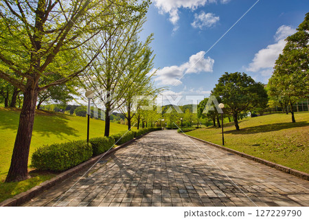 Ginkgo Tree Line - Spring in Fukui Healthy Forest Ginkgo Tree Line - Spring in Fukui Healthy Forest 127229790