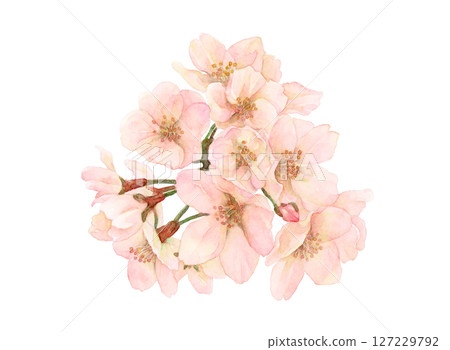 一束櫻花的水彩插圖 一束櫻花的水彩插圖 127229792