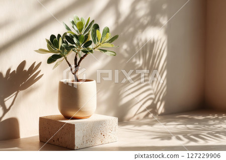 Indoor plant in ceramic pot with shadows on beige wall 127229906