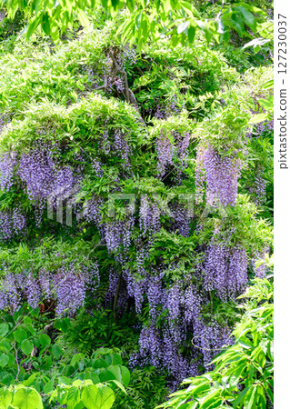 Mountain wisteria flowers, Yakijidai Park, Iwate Prefecture Mountain wisteria flowers, Yakijidai Park, Iwate Prefecture 127230037