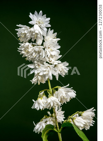 Captivating White Deutzia Flowers on a Branch Captivating White Deutzia Flowers on a Branch 127230038