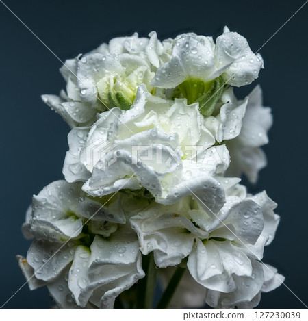 White Matthiola Blooms Unfurling in a Serene Display 127230039