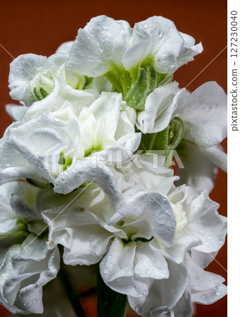 White Matthiola Blooms Displayed Against a Vibrant Orange Backdrop 127230040