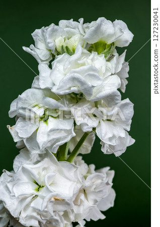 White Matthiola Blooms Showcased on a Deep Green Field White Matthiola Blooms Showcased on a Deep Green Field 127230041