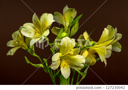 Gentle Yellow Alstroemeria Flowers on a Warm Brown Background Gentle Yellow Alstroemeria Flowers on a Warm Brown Background 127230042