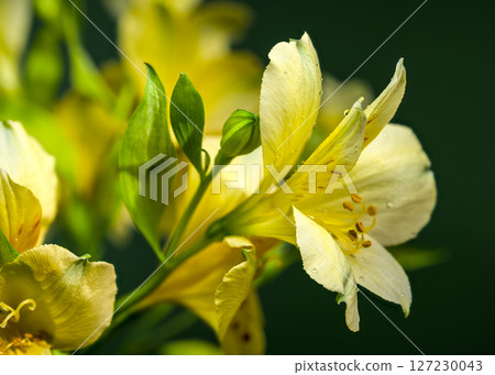 Soft Yellow Alstroemeria Flowers on a Deep Green Background 127230043