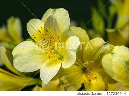 Soft Yellow Alstroemeria Flowers on a Deep Green Background Soft Yellow Alstroemeria Flowers on a Deep Green Background 127230044
