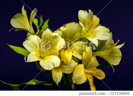 Gentle Yellow Alstroemeria Flowers on a Deep Blue Background 127230045
