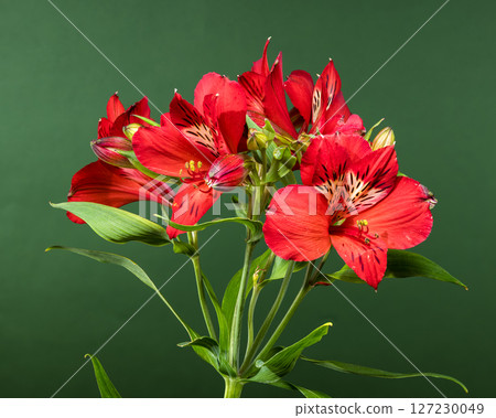 Vibrant Red Alstroemeria Flowers on a Deep Green Background 127230049
