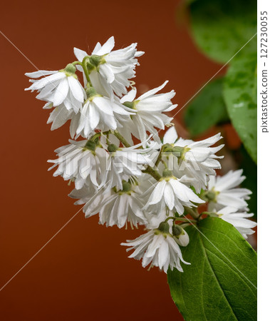 Double White Deutzia Flowers Against a Warm Earth Tone Background Double White Deutzia Flowers Against a Warm Earth Tone Background 127230055