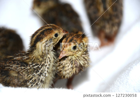 鵪鶉和普通鵪鶉雛鳥 127230058