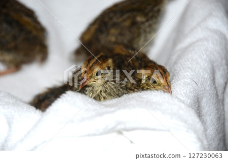 Quail and Common Quail Chicks 127230063