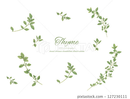 Watercolor illustration set of thyme 127230111