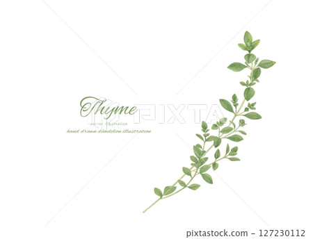 Watercolor illustration set of thyme Watercolor illustration set of thyme 127230112