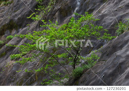 Ryugahana Dam surrounded by fresh greenery Ryugahana Dam surrounded by fresh greenery 127230201