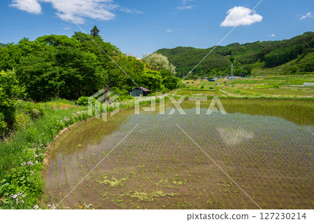 Rice field scenery in Nagano town - A peaceful countryside 127230214