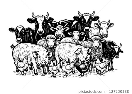 Vector of illustration monochrome of farm animals including cows, pigs, sheep, and chickens. Bold black lines, vintage style, isolated on white background. 127230388