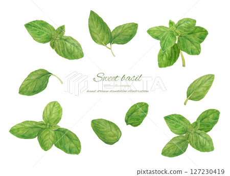 用水彩繪製的新鮮甜羅勒卡通畫 127230419