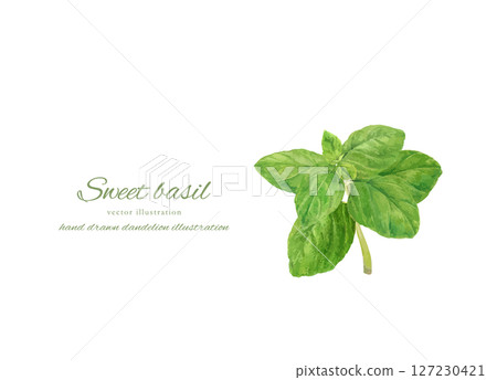 Fresh sweet basil cartoon drawn by watercolor 127230421