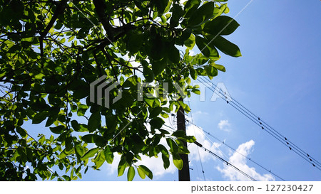 Blue sky and green persimmon leaves 127230427