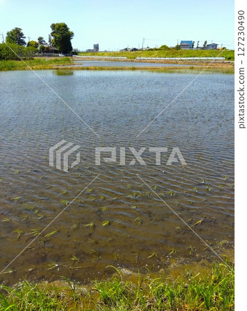 Ueda scenery with early summer breeze 127230490