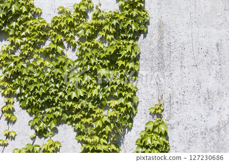 用常春藤蓋的混凝土牆 用常春藤蓋的混凝土牆 127230686