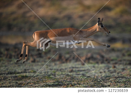 Female impala jumping across savanna in mid-air Female impala jumping across savanna in mid-air 127230839