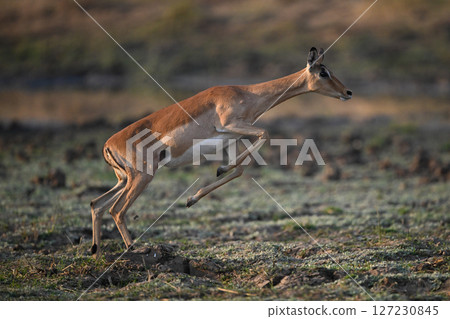 Female impala jumps up using hind legs Female impala jumps up using hind legs 127230845