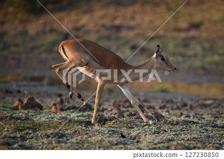 Female impala lands big jump on forefeet 127230850