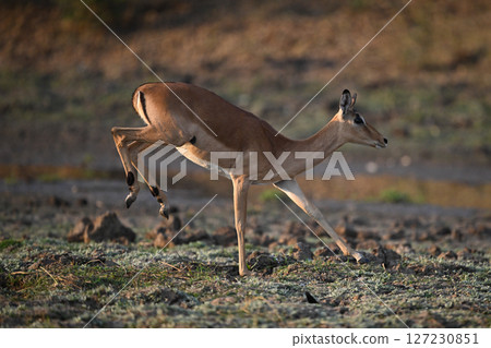 Female impala lands big jump on forelegs 127230851