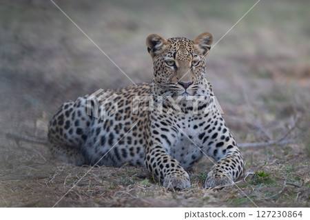 Female leopard lies staring on fallen branches 127230864