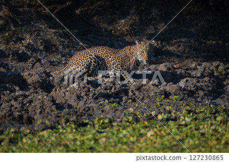 Female leopard lies watching camera from waterhole 127230865