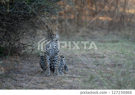 Female leopard sits under bush amongst branches 127230868