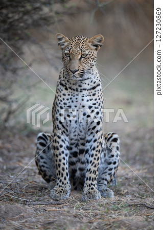 Female leopard sits under bush on branches 127230869