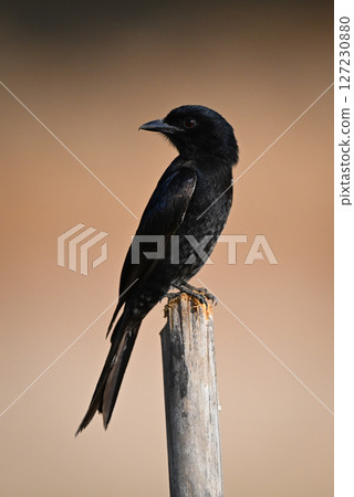 Fork-tailed drongo looks over shoulder on post Fork-tailed drongo looks over shoulder on post 127230880