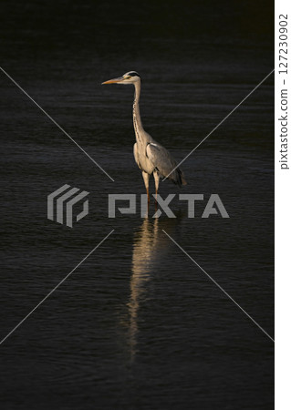 Grey heron standing in river casting reflection Grey heron standing in river casting reflection 127230902