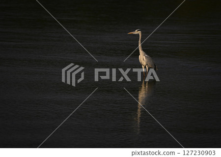 Grey heron stands in river casting reflection Grey heron stands in river casting reflection 127230903
