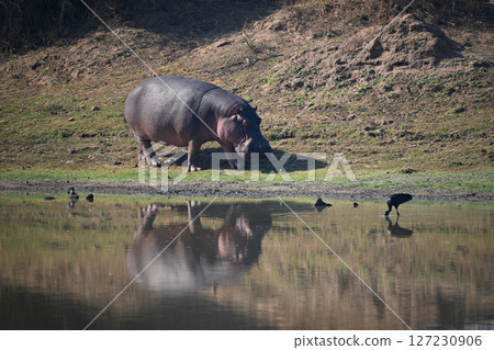 Hippo walking by lagoon reflected in water 127230906