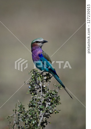 Lilac-breasted roller cocks head on green bush Lilac-breasted roller cocks head on green bush 127230915