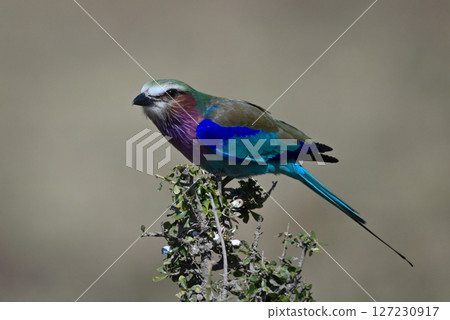 Lilac-breasted roller crouches on bush with catchlight Lilac-breasted roller crouches on bush with catchlight 127230917