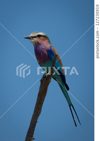 Lilac-breasted roller faces left on dead tree Lilac-breasted roller faces left on dead tree 127230919
