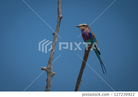 Lilac-breasted roller facing left on dead branch Lilac-breasted roller facing left on dead branch 127230922