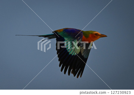 Lilac-breasted roller flaps wings in blue sky Lilac-breasted roller flaps wings in blue sky 127230923