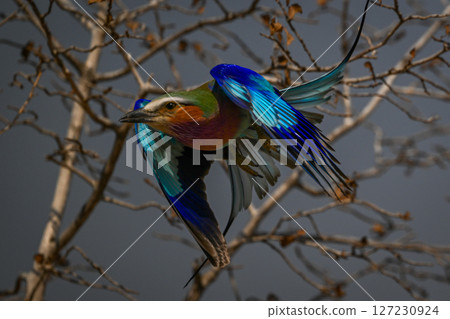Lilac-breasted roller flies past tree with catchlight 127230924