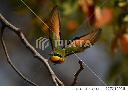 Lilac-breasted roller flying toward camera with catchlight 127230926