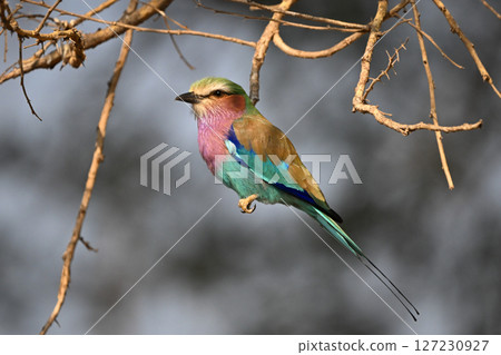 Lilac-breasted roller in profile among tangled branches Lilac-breasted roller in profile among tangled branches 127230927